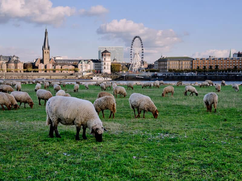 Düsseldorf-Rijnoever-Shloss-familievakanties.nl