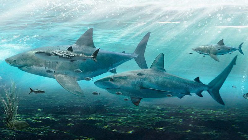 haai-aquazoo-duesseldorf-familievakanties.nl