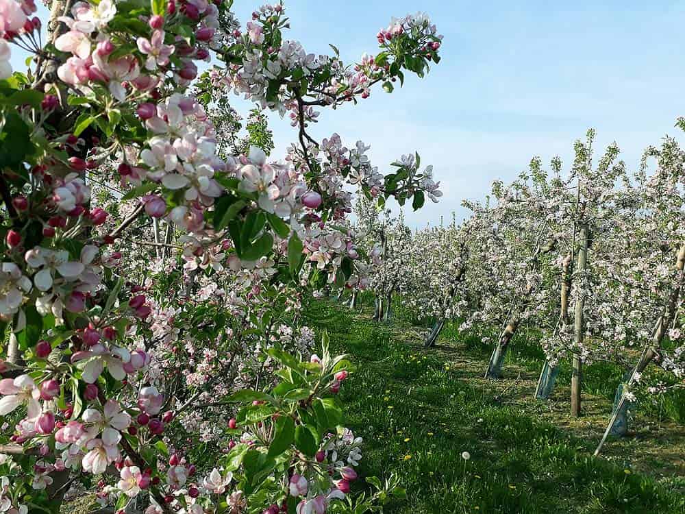 Fruitbomen-fietsroute-Grimma-Saksen-Familievakanties.nl