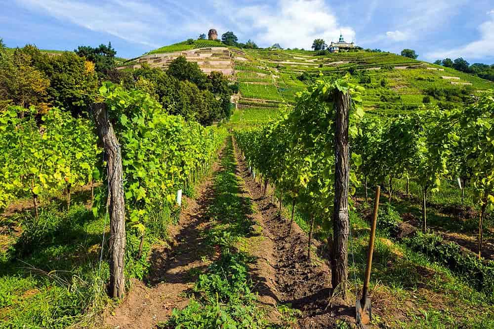 Dresden-Elbland-Weinstraße-Saksen-Familievakanties.nl