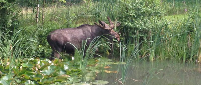 Elanden-Elchpark-Harz-Saksen-Anhalt- familievakanties.nl