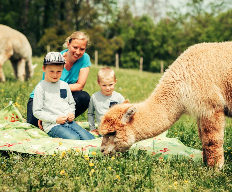 dierentuin-alpaca's-saksen-anfhalt-familievakanties.nl